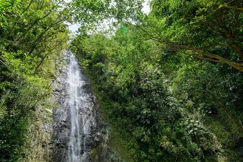 Kid-friendly-hikes-on-Oahu-Mano-Falls-Hike-1111496477, Походы для детей на Оаху