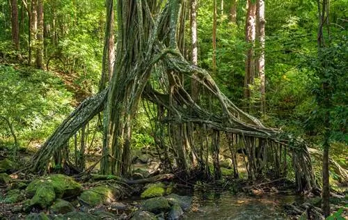Kid-friendly-hikes-on-Oahu-Judd-Trail-1635556303, Походы для детей на Оаху