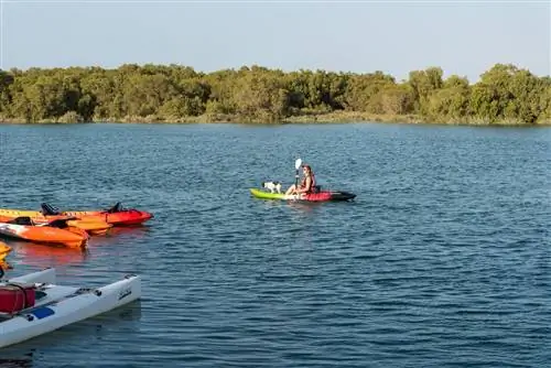 Молодая красивая девушка на каяке со своей собакой в восточной мангровой роще Абу-Даби, ОАЭ