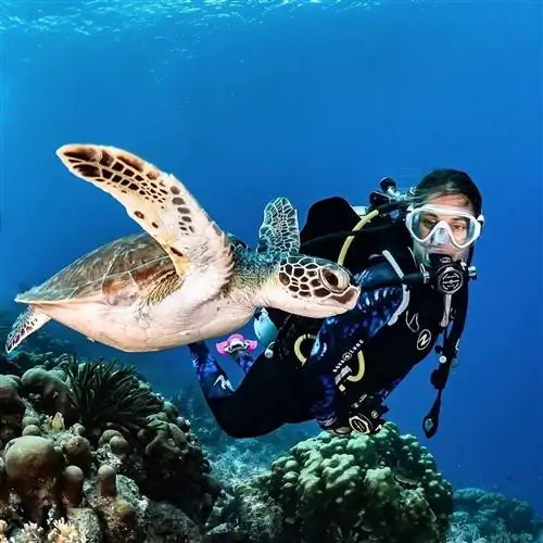 Аквалангистка любуется морской черепахой под водой в Дубае.