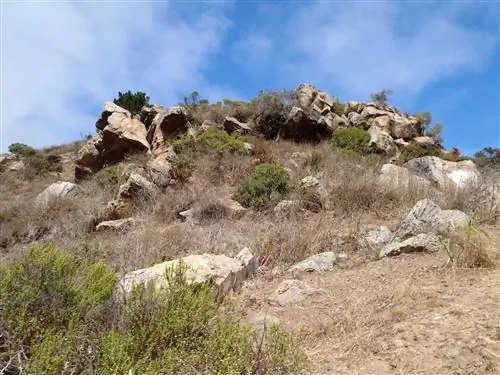 Кисть растет на скалах Глен-Парк-Каньон в Сан-Франциско.