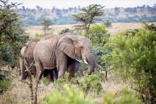 Слоны в Эль Караме в Кении