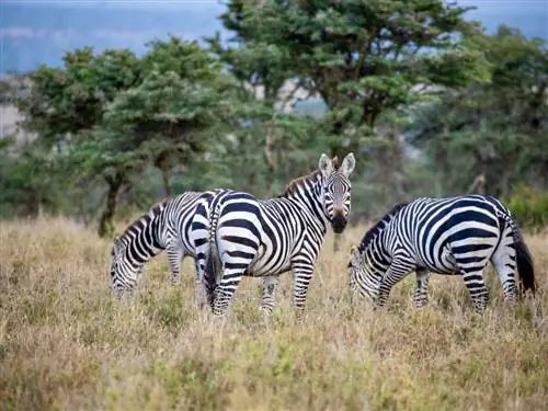 Из кустов на пляж: идеальная неделя в Кении