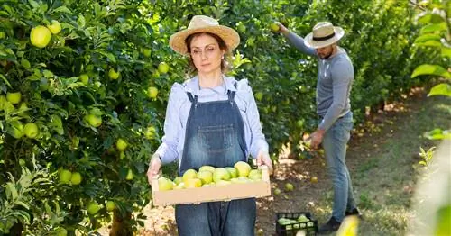 Сбор яблок - самое переоцененное осеннее путешествие