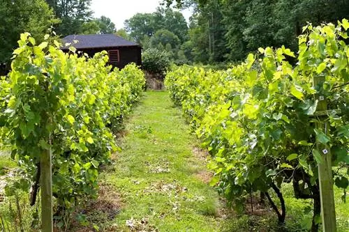 Виноградник летом в Коннектикуте