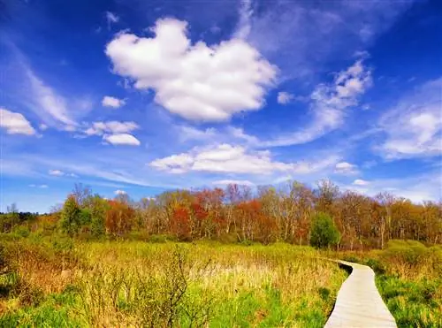 Дощатый настил через экосистему водно-болотных угодий в центре сохранения белого мемориала в Личфилде, Коннектикут, в прекрасный весенний день.