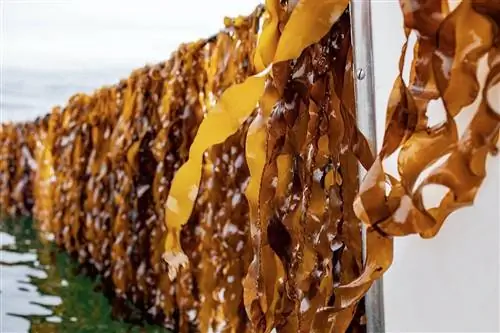 Атлантические морские фермы водорослей