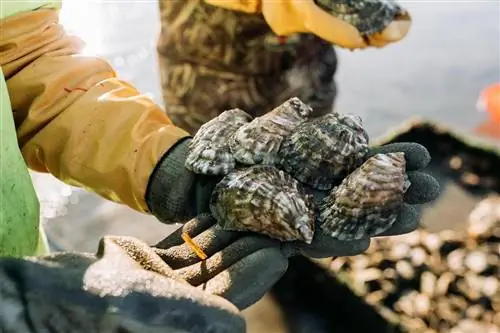 устрицы Айленд Крик