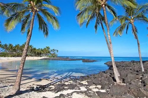 Пальмы вдоль бухты на пляже Большого Гавайского острова