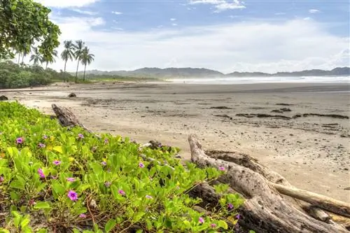 Коряги и цветочная растительность на Плайя Гионес в Носаре, Коста-Рика