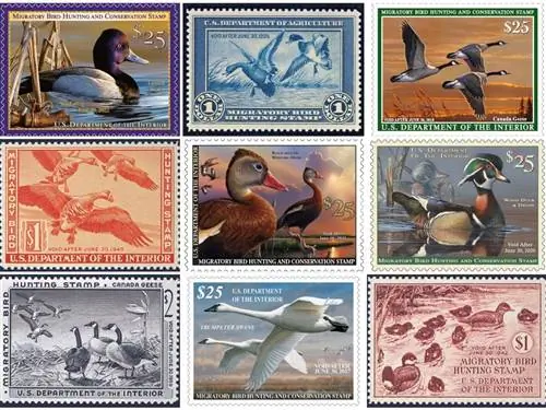 Как Федеральная программа по выпуску утиных марок собирает 40 миллионов долларов на охрану природы