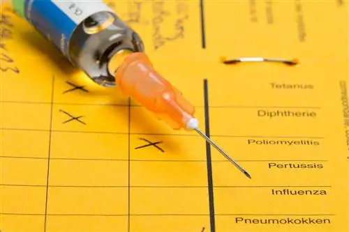 Шприц с вакциной в международном сертификате о прививках