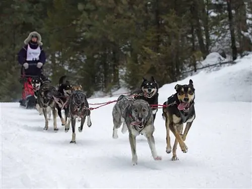 Гонка на собачьих упряжках Snow Dog Super Mush