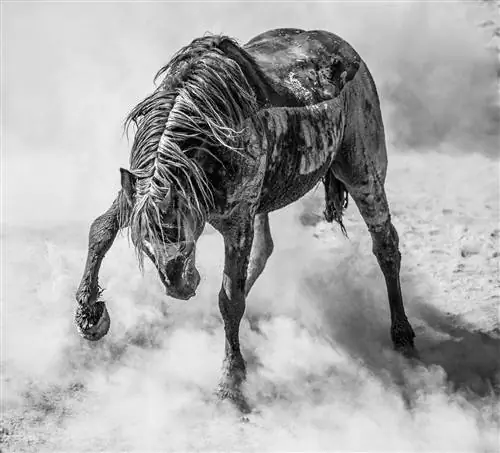 Скотт Уилсон, Sony World Photography Awards