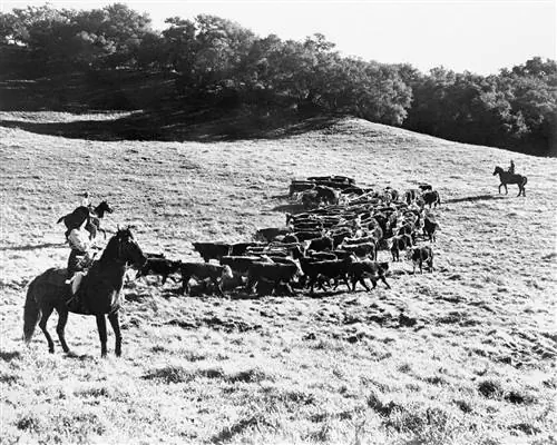Историческое фото ранчо Alisal California с коровами и ковбоями. Историческое фото ранчо Alisal California с коровами и ковбоями.