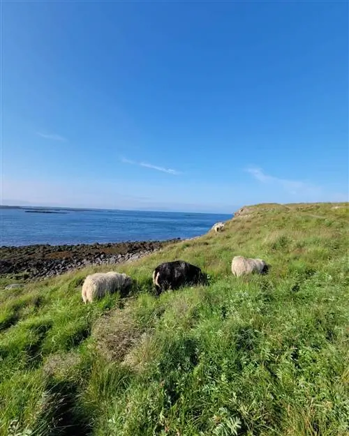 отель-flatey-побережье-исландия