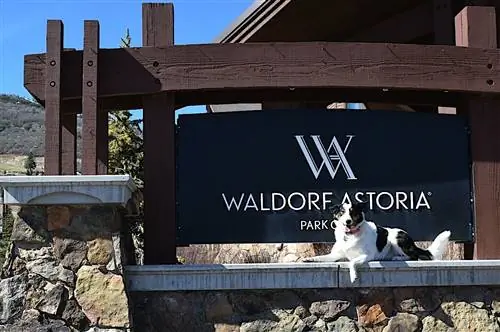Собака сидит перед вывеской в The Waldorf Astoria, одном из лучших отелей США, где разрешено проживание с домашними животными.