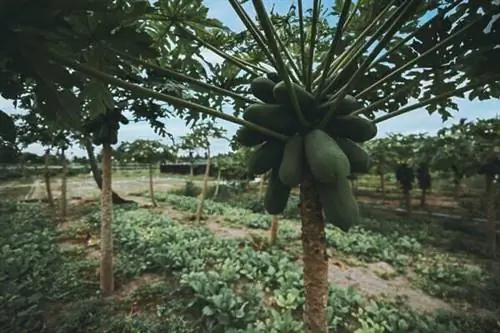 Папайя на ферме Тодду