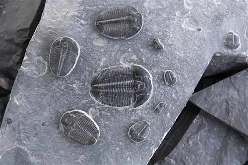 Каменная плита с несколькими окаменелостями, найденными в ней