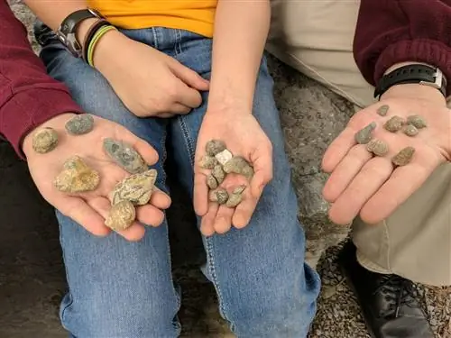 Трое детей держат в руках окаменелости