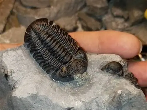 человек, держащий окаменелость, нашел окаменелость, охотясь за ископаемыми в парке и природном заповеднике Penn Dixie Fossil в Нью-Йорке.