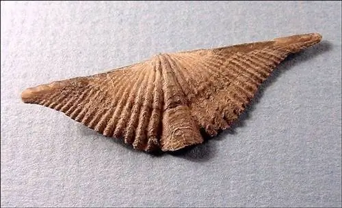 Во время охоты за ископаемыми в Огайо нашли окаменелость вблизи