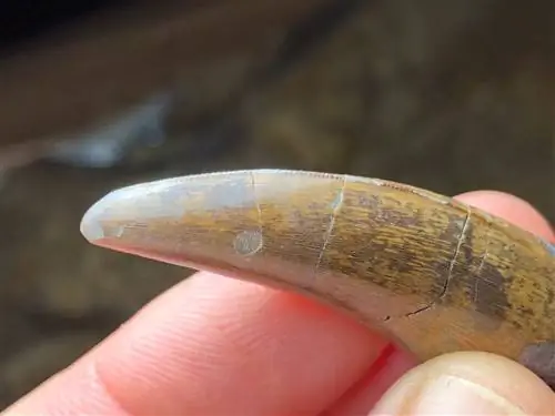 Окаменелость зуба динозавра найдена в PaleoAdventures в Южной Дакоте.