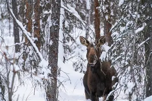 Советы по пейзажной фотосъемке - лось