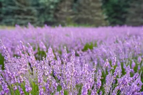 советы по пейзажной фотосъемке - люпины