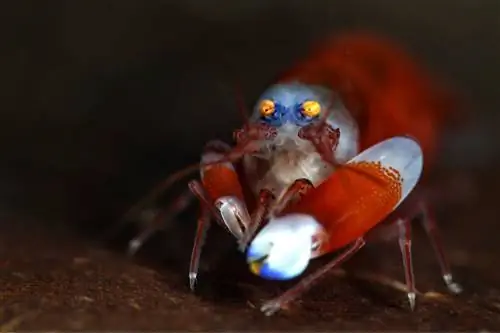 биолюминесцентный каякинг креветка крупным планом