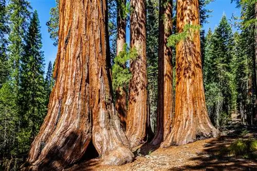 марипоса-роща-