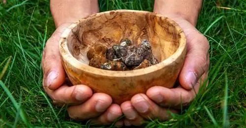 3 международных психоделических ретрита, готовых принять оздоровительные путешествия в будущее