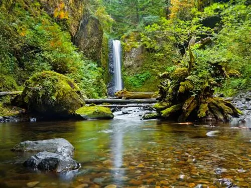 Разрешения на посещение водопадов Хавасу отменены в этом году, но вы все еще можете посетить эти 5 знаменитых водопадов