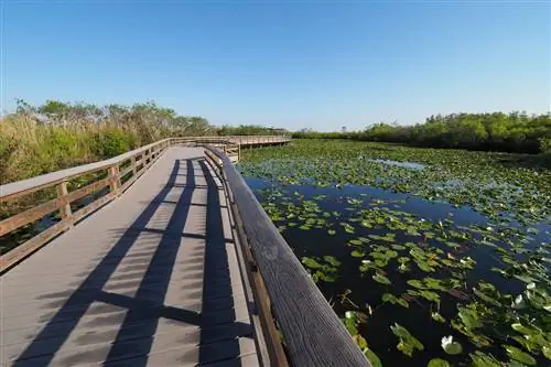 Дощатый настил Anhinga Trail над прудом, покрытым водяными лилиями, в Национальном парке Эверглейдс, Флорида. Дощатый настил Anhinga Trail над прудом, покрытым водяными лилиями, в Национальном парке Эверглейдс, Флорида.