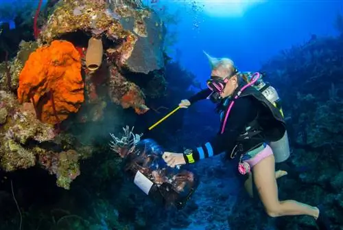 женский аквалангист подводная охота на крылатку