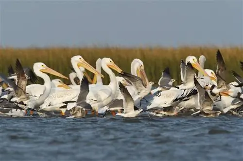 Пеликаны в кемпинге Crystal Beach в Техасе