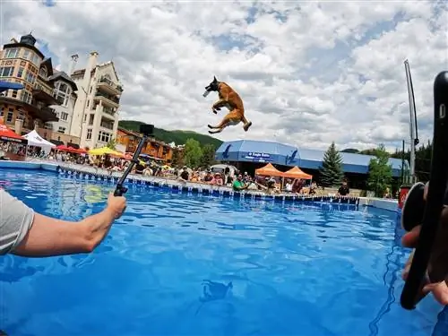 gopro mountain games - большой воздух для собак