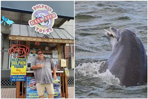 Человек и дельфин в Baywatch Dolphin Galveston tours