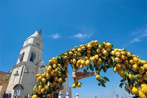 procida-italy-procida-лимоны растут в арке возле церкви