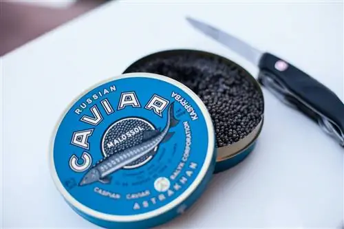 банка белужьей икры с голубым верхом и ножом на заднем плане