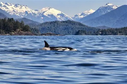 косатка tofino bc в воде