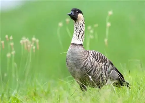 5 красивых видов, которые можно найти только на Гавайях, и как помочь им процветать