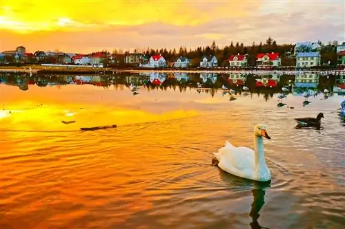 Вид на озеро Тьернин в Рейкьявике на закате зимой, Чем заняться в Рейкьявике