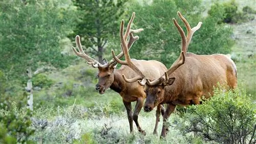 лось в государственном парке стимбот-лейк, колорадо