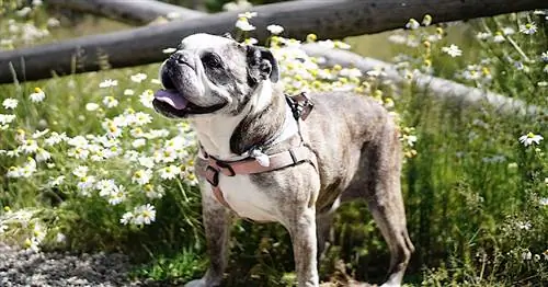 Как провести идеальный отпуск с собакой в Брекенридже, штат Колорадо