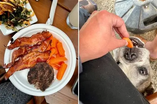 Собаки едят в стейк-хаусе kenosha в брекенридже, штат колорадо