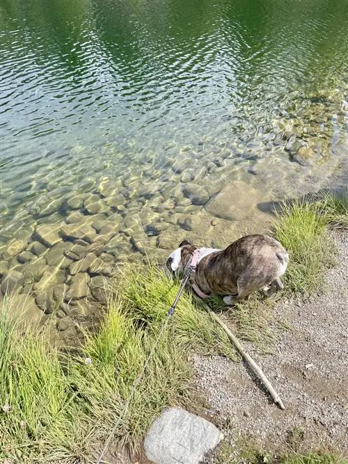 Собака остывает в пруду в Брекенридже, Колорадо