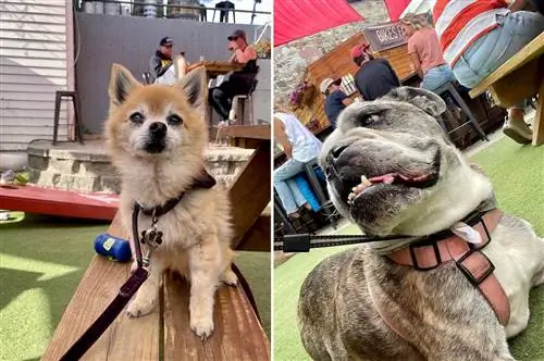 RMU с собаками в Брекенридже, Колорадо