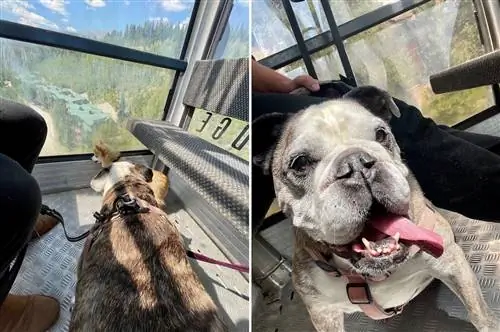 собаки катаются на гондоле летом в брекенридже, колорадо