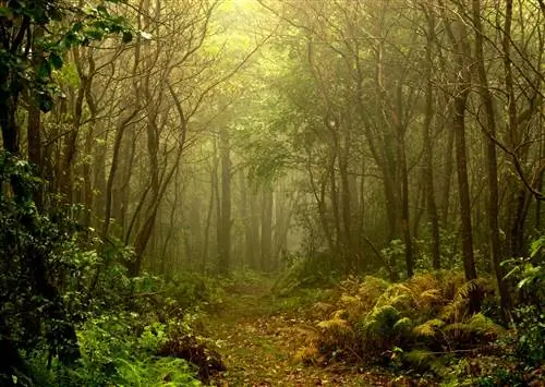 Forbes State Forest - красивые места в Пенсильвании